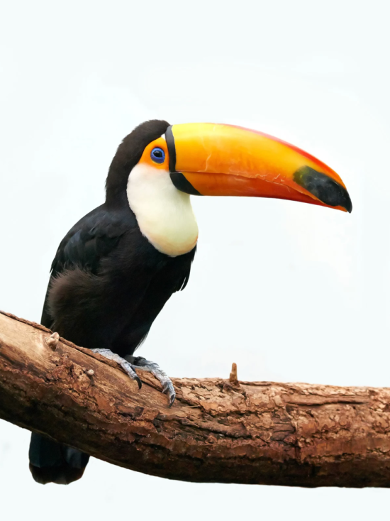 pantanal wildlife tours